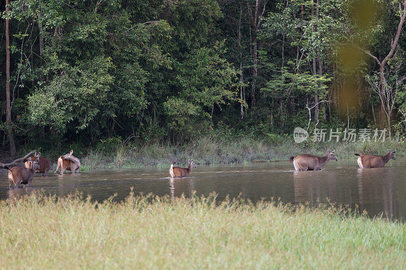 动物:一群棕色鹿角鹿，也被称为坡鹿，或thamin (Rucervus eldii或Panolia eldii)。